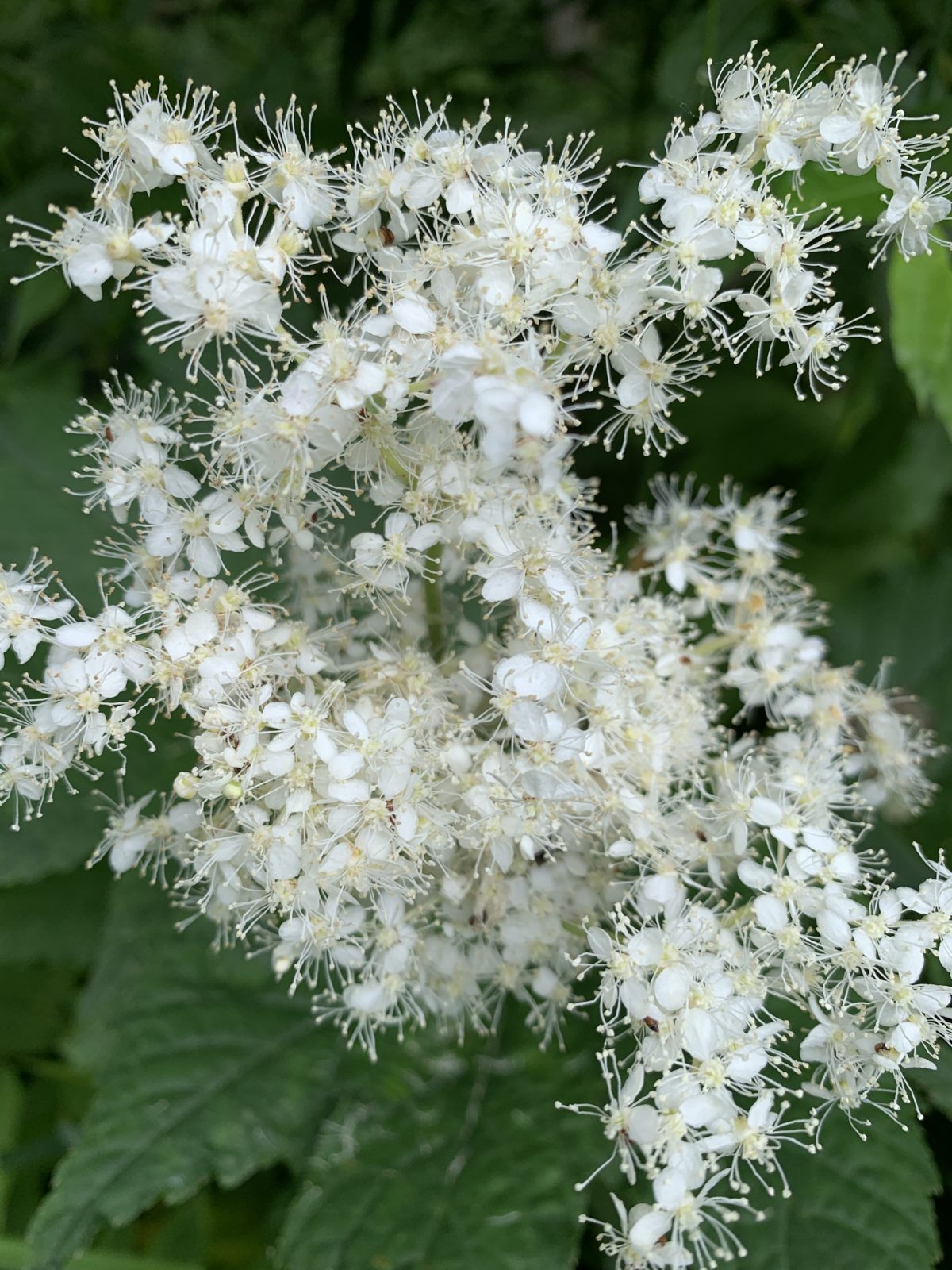 white floower