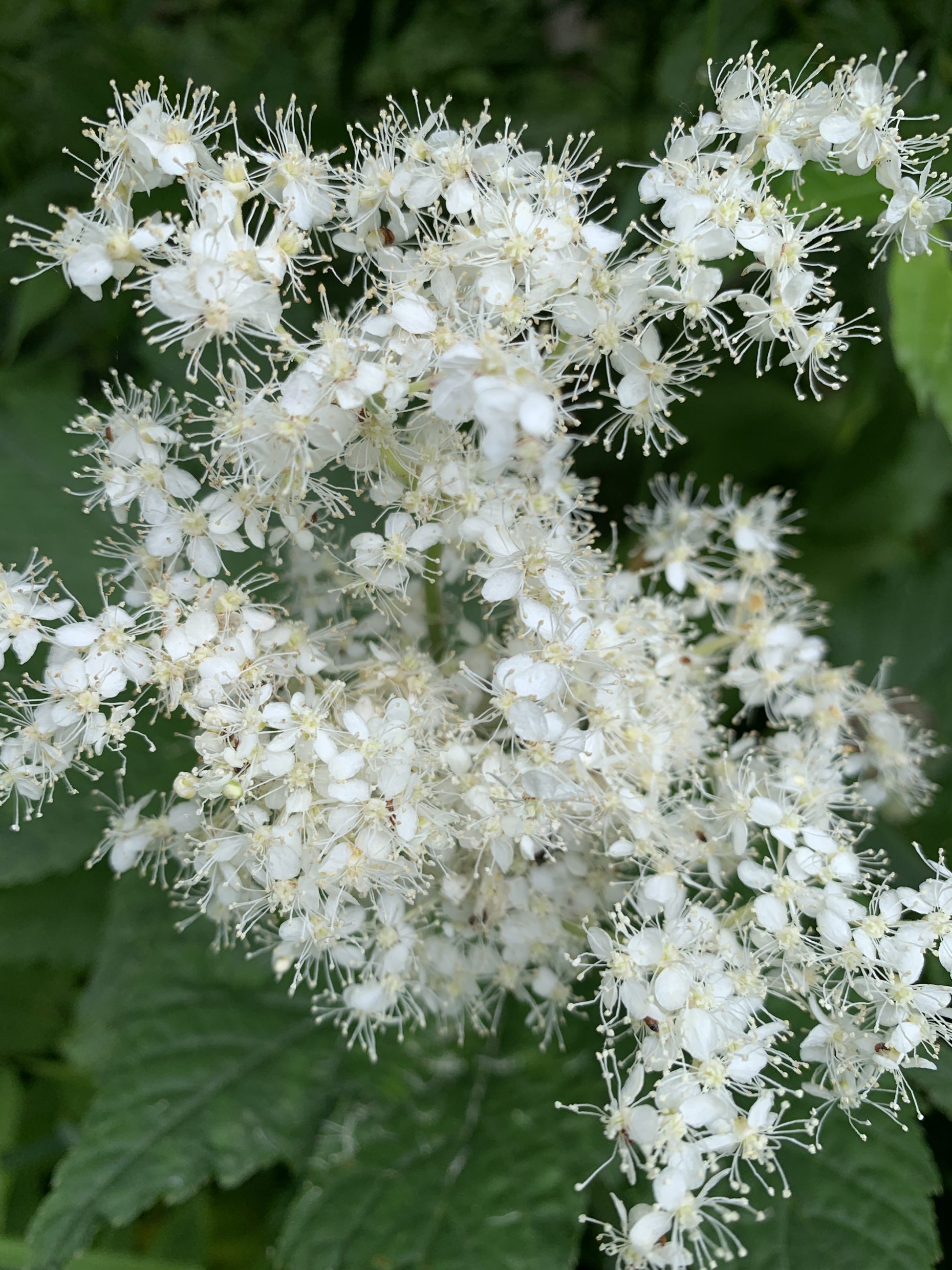 white floower